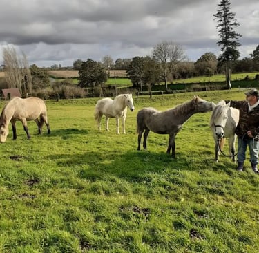 Rémi Bleibtreu équicien interagit avec ses 4 chevaux