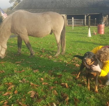 Une jeune fille câline Wuwei notre beauceronne