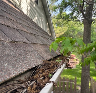 gutter before cleaning
