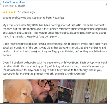 Golden retriever customer prayagraj review pet shop