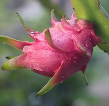 a dragon fruit