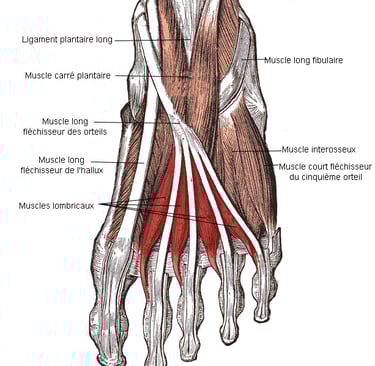 a diagram of the muscles of the foot and foot