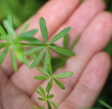 Entdecke die Vorteile von Wiesenlabkraut – Ein vielseitiges Wildkraut