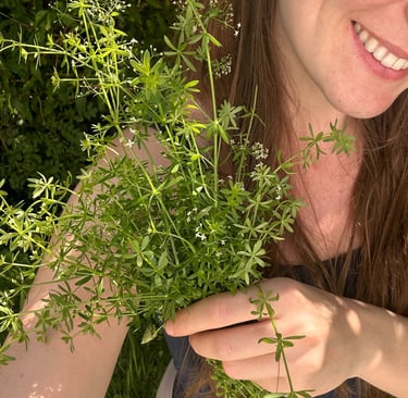 Gesundheitliche Vorteile von Labkraut: Frau mit Wiesenlabkraut im Fokus