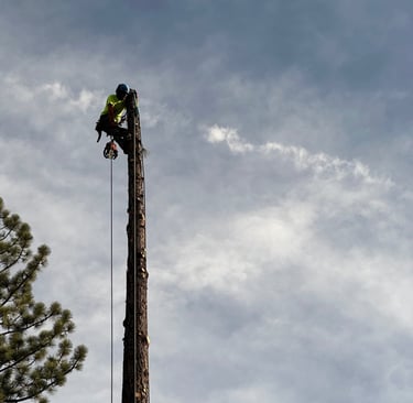 Tree Removal Reno tree Services