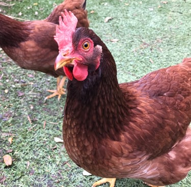 Rhode Island Red Chicken
