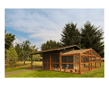 Chicken Coop