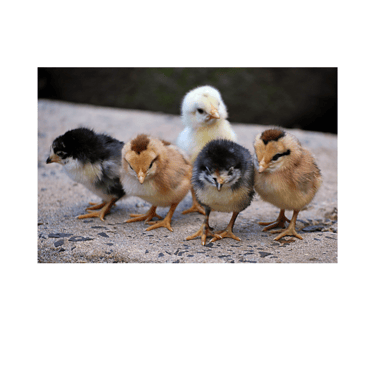 Where to buy chickens