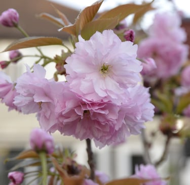 Japanese Cherry