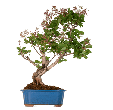 Smoketree, Cotinus coggygria, Bonsai