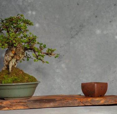 Cotoneaster Bonsai