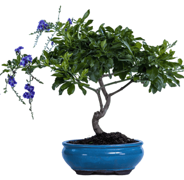 Duranta, Duranta erectus