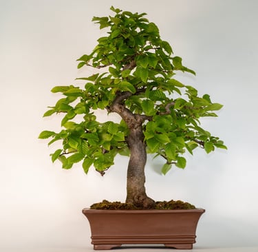 Green Beech Bonsai