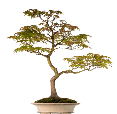 Japanese Maple, Acer palmantum