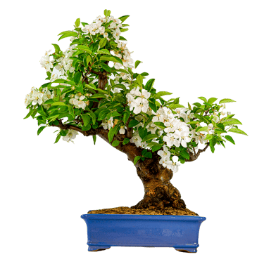 Crab Apple, Malus sylvestris