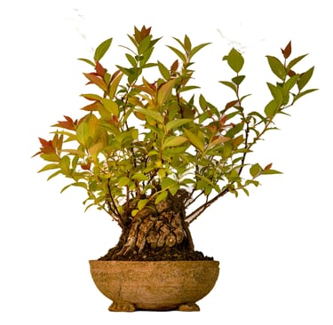 Spirea, Spirea japonica