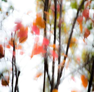a tree with red leaves on it