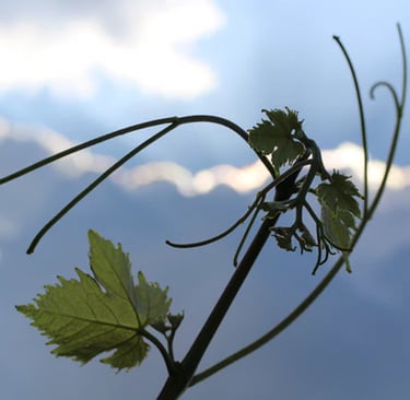Rameaux de vigne sur ciel bleu 
