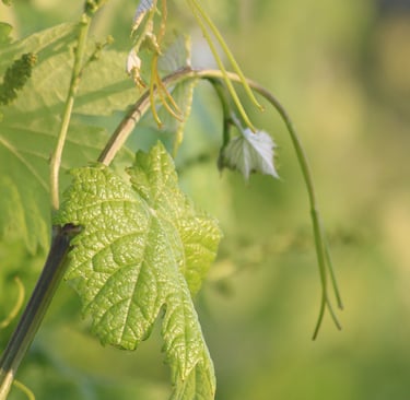 Jeune pousse de vigne