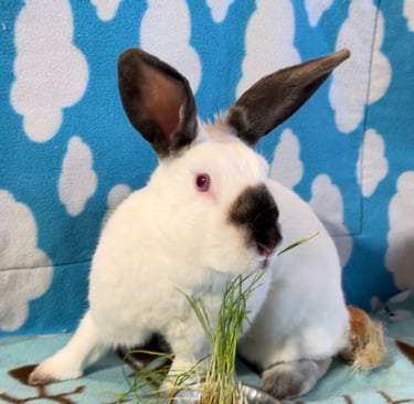 A white bunny with red eyes and dark patches around its nose and ears eating fresh grass