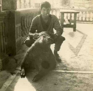 Fausto guerre d'Algérie