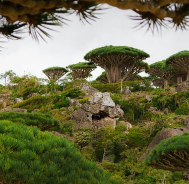 Every Thing to Know About Socotra Hajhir Mountains