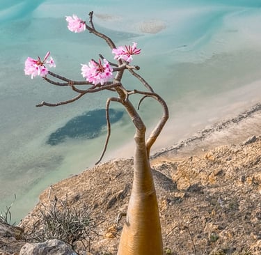 Learn About the Fascinating Socotra Bottle Trees
