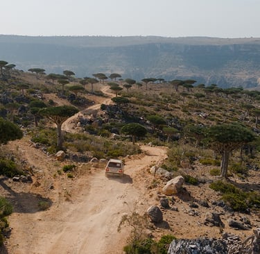 Why Is Diksam Plateau On Socotra Island A Must-Visit