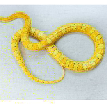 goldust corn snake