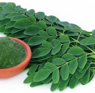 daun kelor