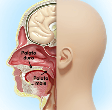 palato duro e palato mole