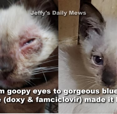 Before and after photos of a kitten with mycoplasma and feline herpesvirus.