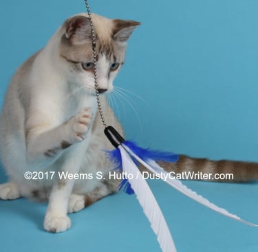 Spot, a young cat diagnosed with HCM at only 8 months. Felycin-CA1 came too late to save him.