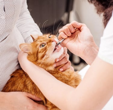 Ginger cat being given oral medication with a syringe by a veterinarian.