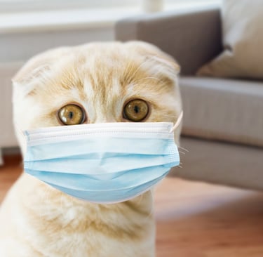 Scottish Fold cat wearing a blue surgical mask, illustrating how contagious feline upper respiratory