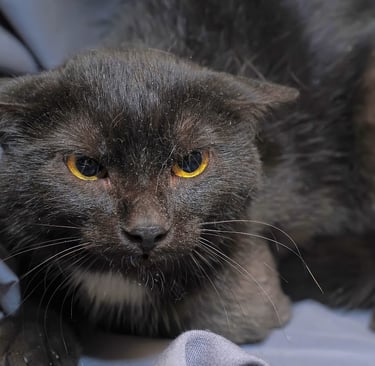 Close-up of a fearful dark gray cat with wide, dilated yellow eyes and a tense expression, typical o