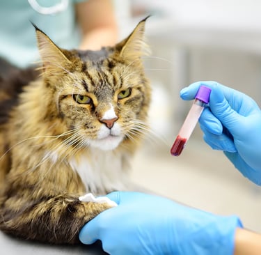 A Maine Coon cat at the veterinary clinic during a blood draw for heart disease screening