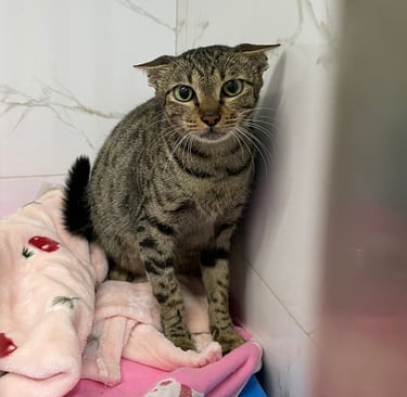 Tabby shelter cat sitting alert on pink blankets in a small enclosure, looking toward the camera.