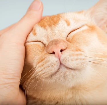 Content ginger cat with eyes closed in bliss while having his head gently stroked.