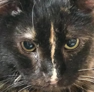 Close-up of tortoiseshell cat Emily  who struggled with chronic Mycoplasma felis infection.