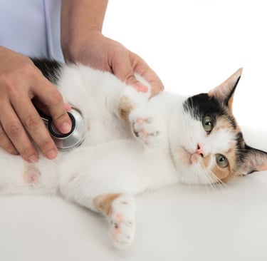 Veterinarian listening to a calico cat’s heart with a stethoscope during a calm examination