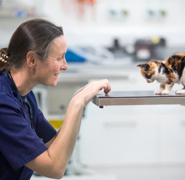 Veterinarian smiling at a calico kitten standing on an exam table during a check-up.