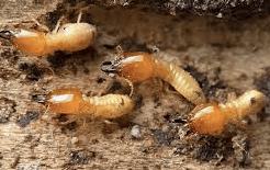Termites