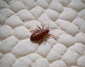 Punaises de lit