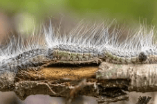 Chenilles processionnaires