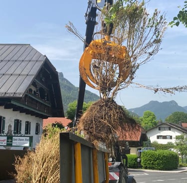 Der Kran eines Rückewagens hebt einen Strauch inklusive Wurzeln hoch