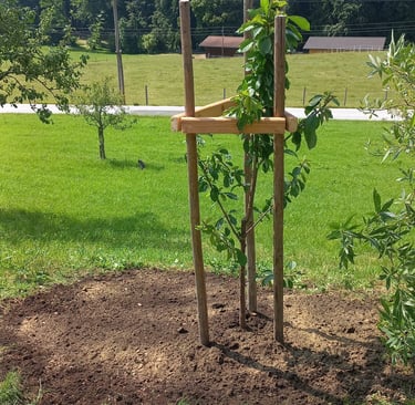 Holzumzäunung für einen jungen Obstbaum