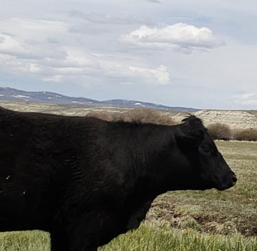 black steer on Wyomming range
