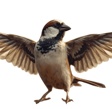 Sparrow spreading it's wings, representing DIYers using Creative Sparrow's guide to fix their SEO