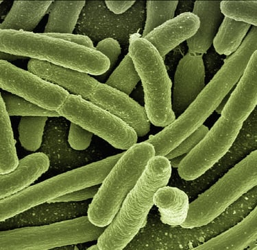 microscopic image of bacteria